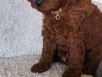 Toy poodle erkek yavrum