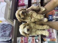 Dünylar tatlısı büyümeyen f1 maltipoo