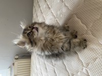 2.5 aylık british longhair yavrularımız