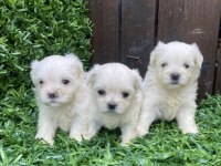 Kore Maltese yavrular