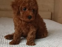 İzmirde Kore Poodle Yavru