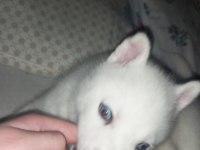 Sibirya kurdu husky
