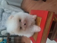 Pomeranian boo köpeği