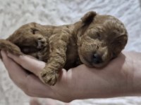 Toy Poodle Yavrular