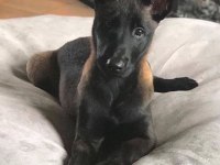 Belçika kurdu 2 aylık köpeği