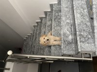 Maltipoo acil sahiplendirme