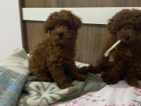 Toy poodle dişi ve erkek bebekler