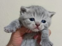British shorthair 65 günlük kediler