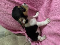 2 aylık yavru chihuahua