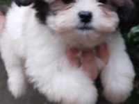 Sevimli morkie yavrular