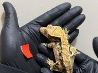 CRESTED GECKOLAR