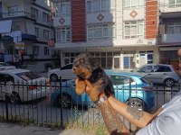 Rottweiler