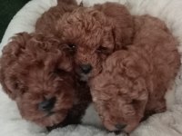 2 aylık dişi ve erkek toy poodle