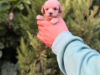 Maltipoo Adrese Teslim, Kapıda Ödeme Yapabilirsiniz