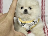Micro boy Ayı Surat Pomeranian Boo