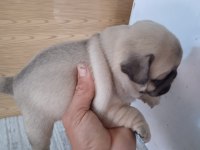 A kalite pug mops bebekler