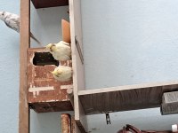 Lutino Takım Sağlıklı Sultan Papağanı Kuşlar