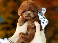 Safkan Toy Poodle Bebeklerimiz
