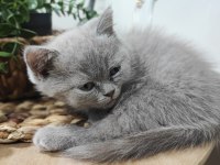Yavru scottish fold kedimiz