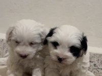 Son erkek yavru maltipoo