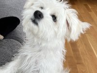 5 Aylık Maltese Terrier