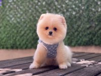 Oyuncak Surat Pomeranian Boo Bebekler