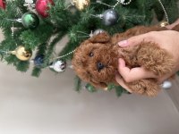 Erkek TOY POODLE yavru