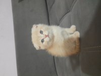 Scottish fold dişi kedimiz