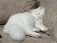Uyguna sahiplendirilecek british longhair