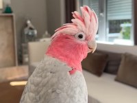 Full evcil kakadu 2 yaşında erkek