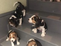 AKIL KÜPÜ BEAGLE YAVRULAR
