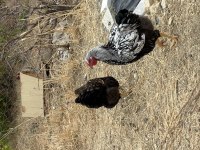 Wyandotte silver horoz