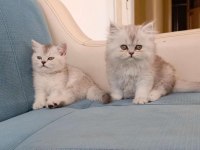 Dişi british longhair