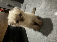 British shorthair yavrularımız yeni yuvalarını bekliyor
