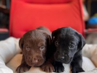 Mükemmel kalitede labrador bebeklerimiz için acele edin