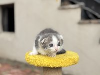 2 Aylık Dişi Scottish Fold