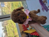 BABYFACE RED BROWN DİŞİ POODLE YAVRUM