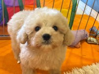 Teddy Surat Kore Kan Maltipoo Yavrularımız