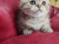 Scottish fold