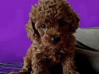 En Küçüğü Safkan Toy Poodle