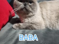 Orijinal British Shorthair Blue Point ve Scottish Straight