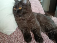 British shorthair kara kız