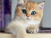 İnci Tanemiz Golden British Shorthair