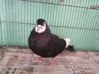 ERKEK GÜVERCİN BURSA