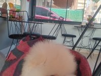 DİŞİ POMERANİAN BOO BEYAZ RENK