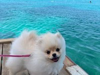 Tam bir bebek pomeranian