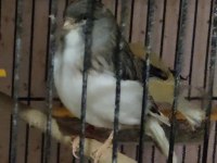 GLOSTER KANARYALAR