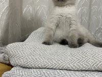 Scottısh Straight Bluepoint Kitten
