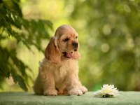 Amerikan Cocker Köpeklerimiz Gelip Görerek Alabilirsiniz