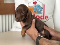 Ankaranın en seçkin dachshund yavrusu